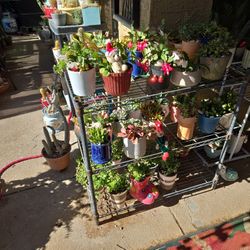 Succulents And Christmas Cactus  $6 Each