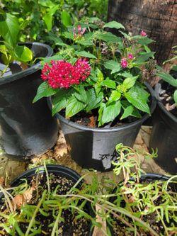 Egyptian starcluster plants
