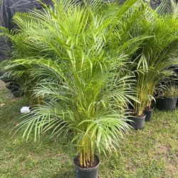 ARECA PALM PLANT ( Good for privacy, accents and garden backdrops!)