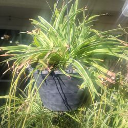 Spider Hanging Plant