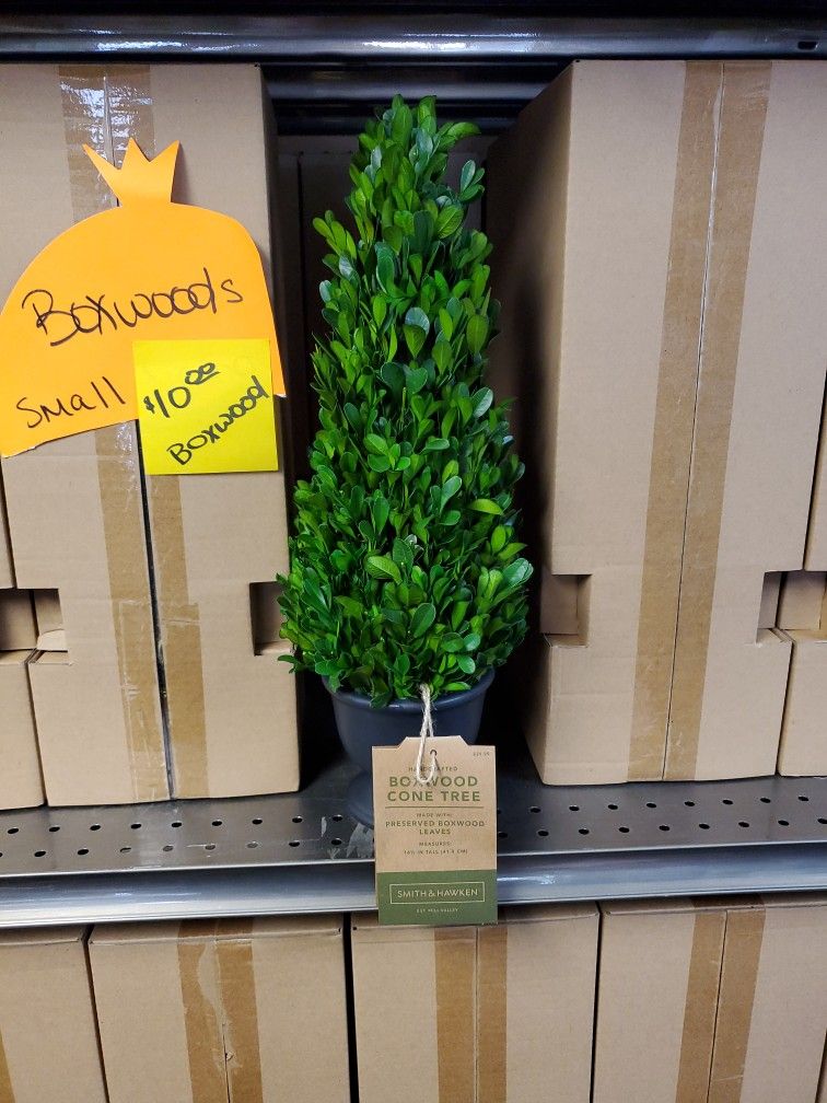 16in Boxwood Trees 10.00ea