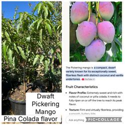Dwaft mango tree , Carrie Mango