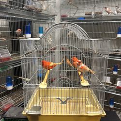 Bird  Cage 