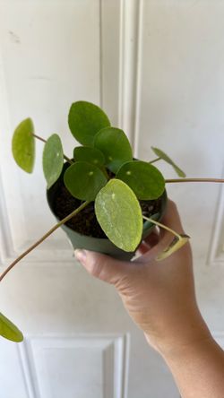 Money Plant Pilea peperomioides