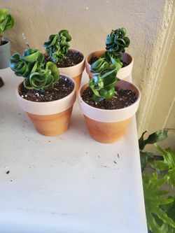 Hoya hindu rope