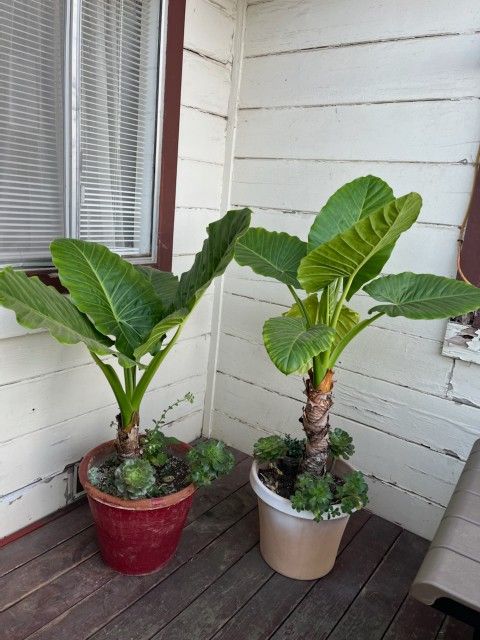 Outdoor Plants
