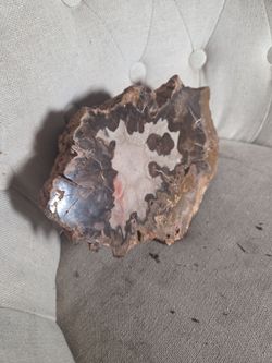 Petrified wood