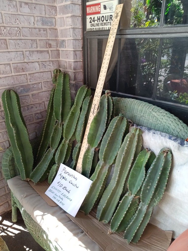 2 Ft t Scratch & Dent Peruvian Apple Cactus $10 Each