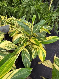 Varigated ginger