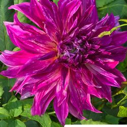 Dahlia Plants Dinnerplate Dark Monarch $5 each