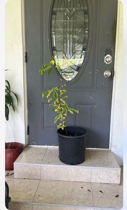 Star fruit carambola tree