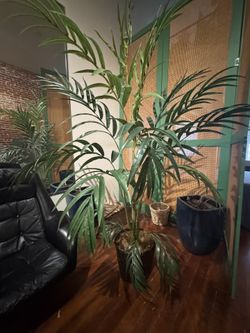 Plant Palm Tree