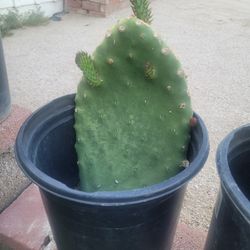 Nopal