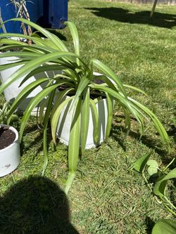 Houseplant
