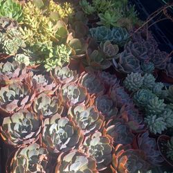 Echeverias Or Succulent 