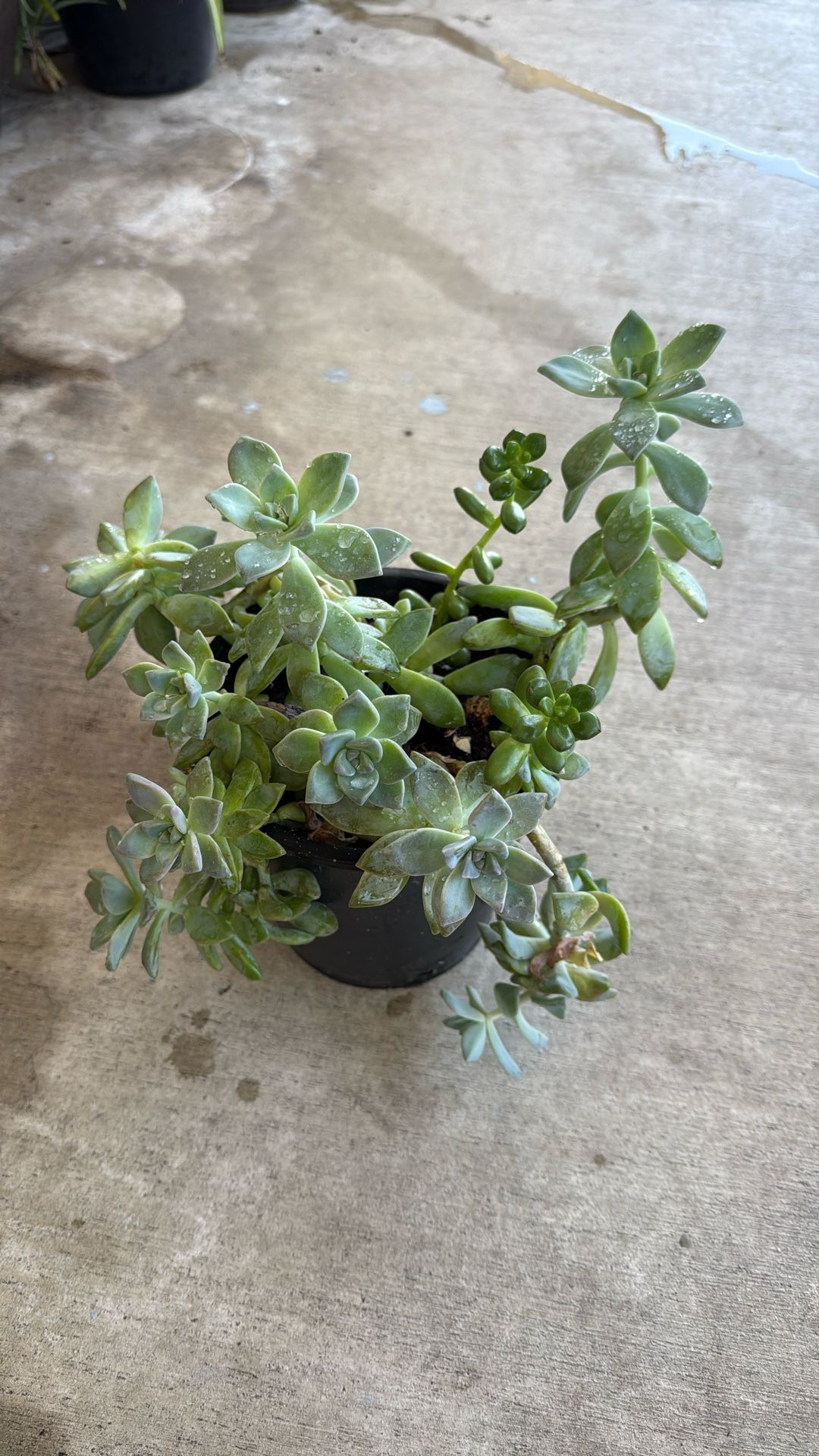 Succulent