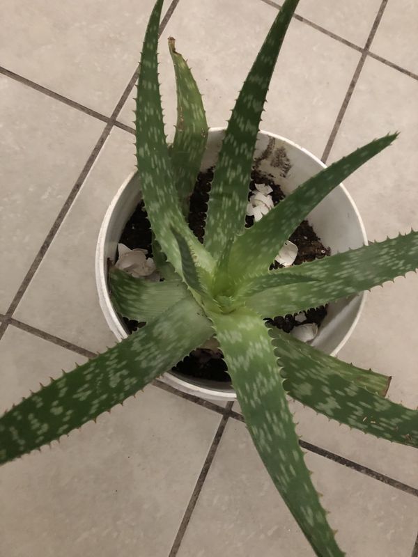 Large Aloe Vera Plant for Sale in El Paso, TX OfferUp
