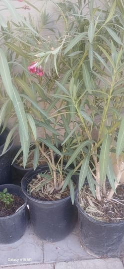 Oleander plant light pik and white