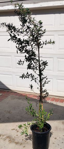 Olive Trees 6 ft located in Pasadena