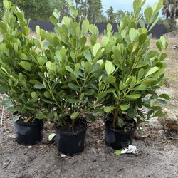 7 Gallons  Clusia shrubs  