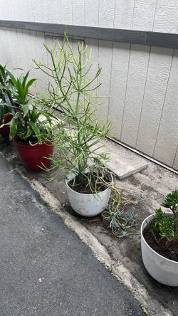 Plants