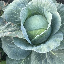 WIMMIN OF ORGANIC PRIDE