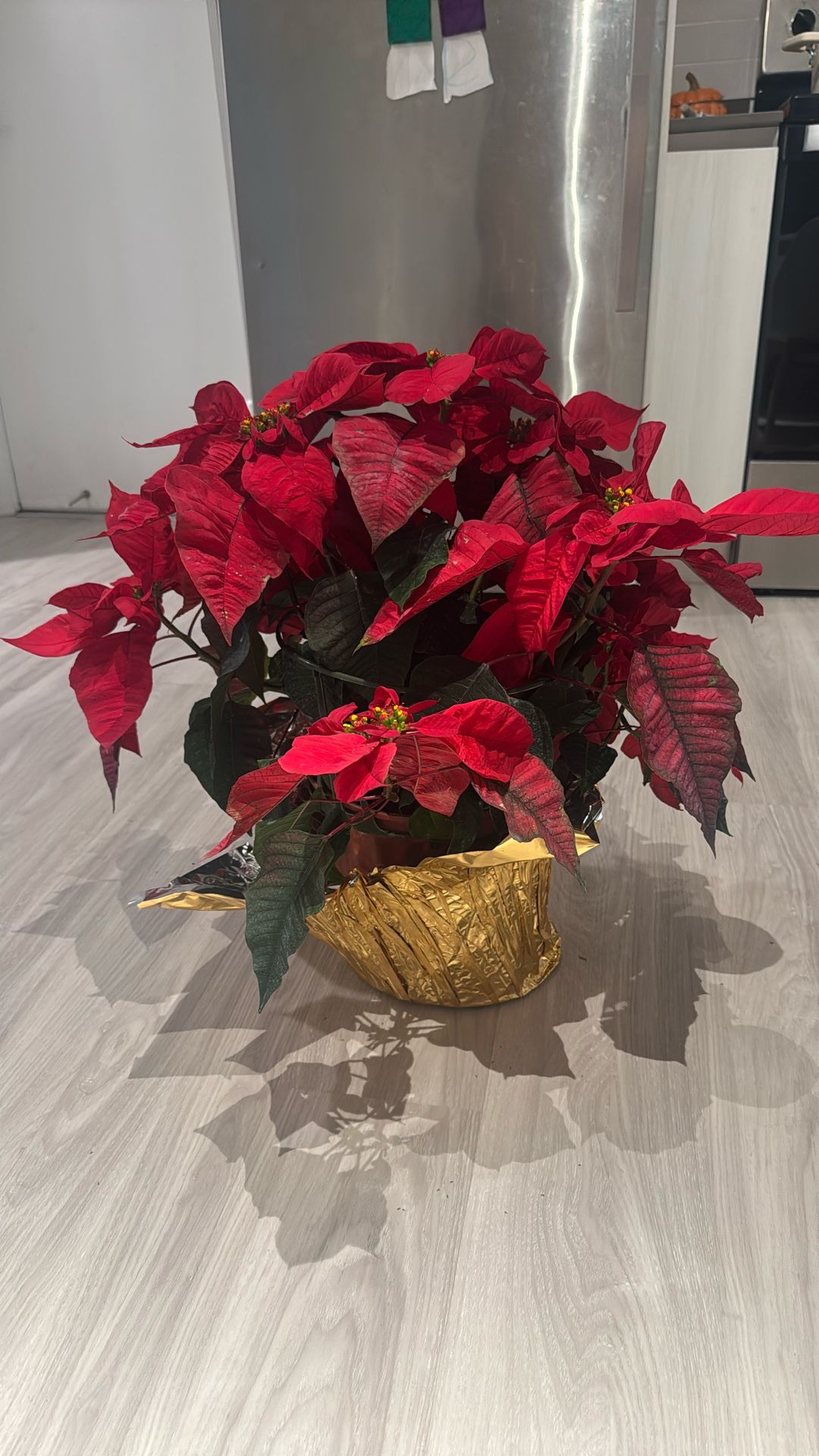 Poinsettia