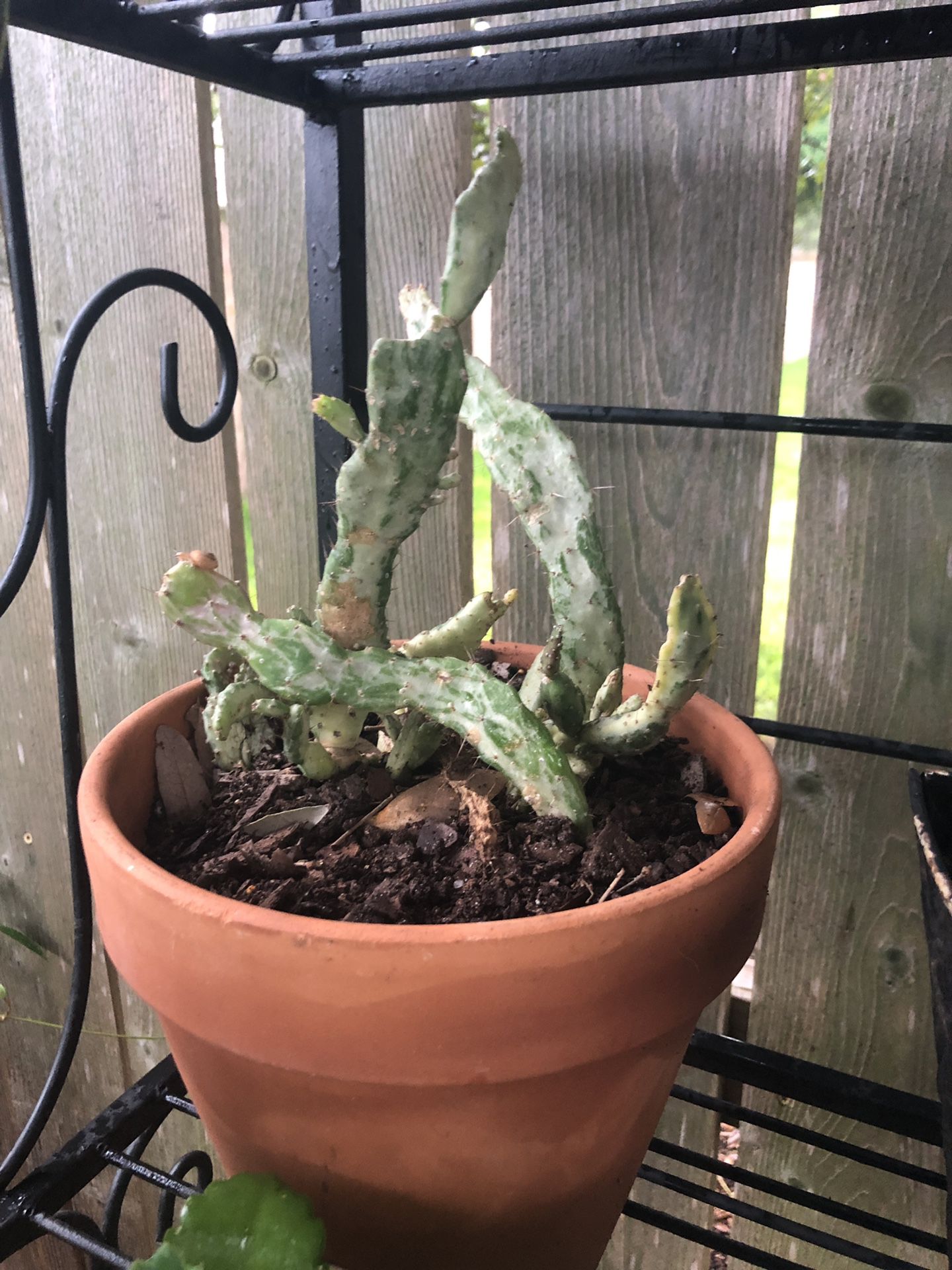 cactus in 7.5 inch flower pot $12