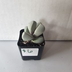 Various Plants, Cacti And Succulents For Sale!