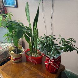 Plantas  Naturales    35each    Las Tengo En Sombra  Solo Les Tienes Que Poner  Un Vaso Con Agua A La  Senana