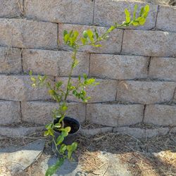 Thai Lime (Kaffir Lime) Tree