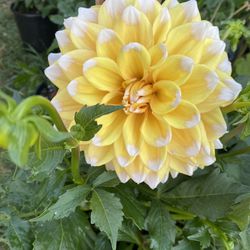 Dahlia Big Flowers Plant, In 5 Gallons Pot Pick Up Only