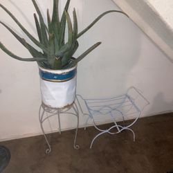 Set Of 3 (3ft ALOE VERA PLANT AND TWO DIFFERENT STYLE STANDS 