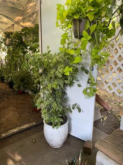 See description**Live tree!!~4.5ft thick trunk/ variegated Ficus Benjamina; ceramic pot not included