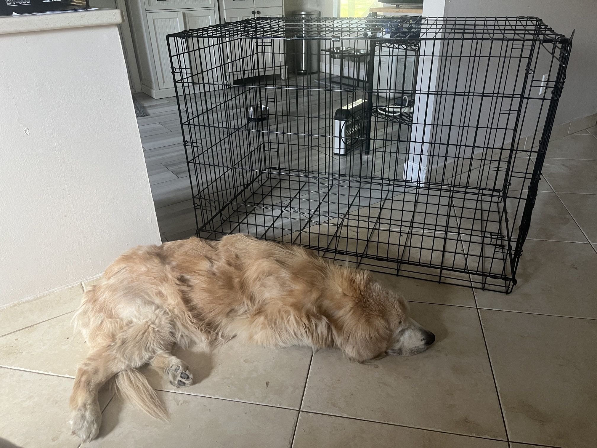 Dog crate- Extra Large