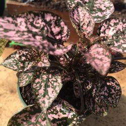 Pink Polka Dot Plant - (Hypoestes phyllostachya) - purple flowers  Easy to collect seeds