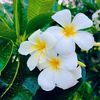 Jasmine 