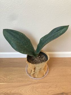 Large Whale Fin Sansevieria Masoniana Snake Plant Rare Houseplant, 8.5” Wrapped Pot