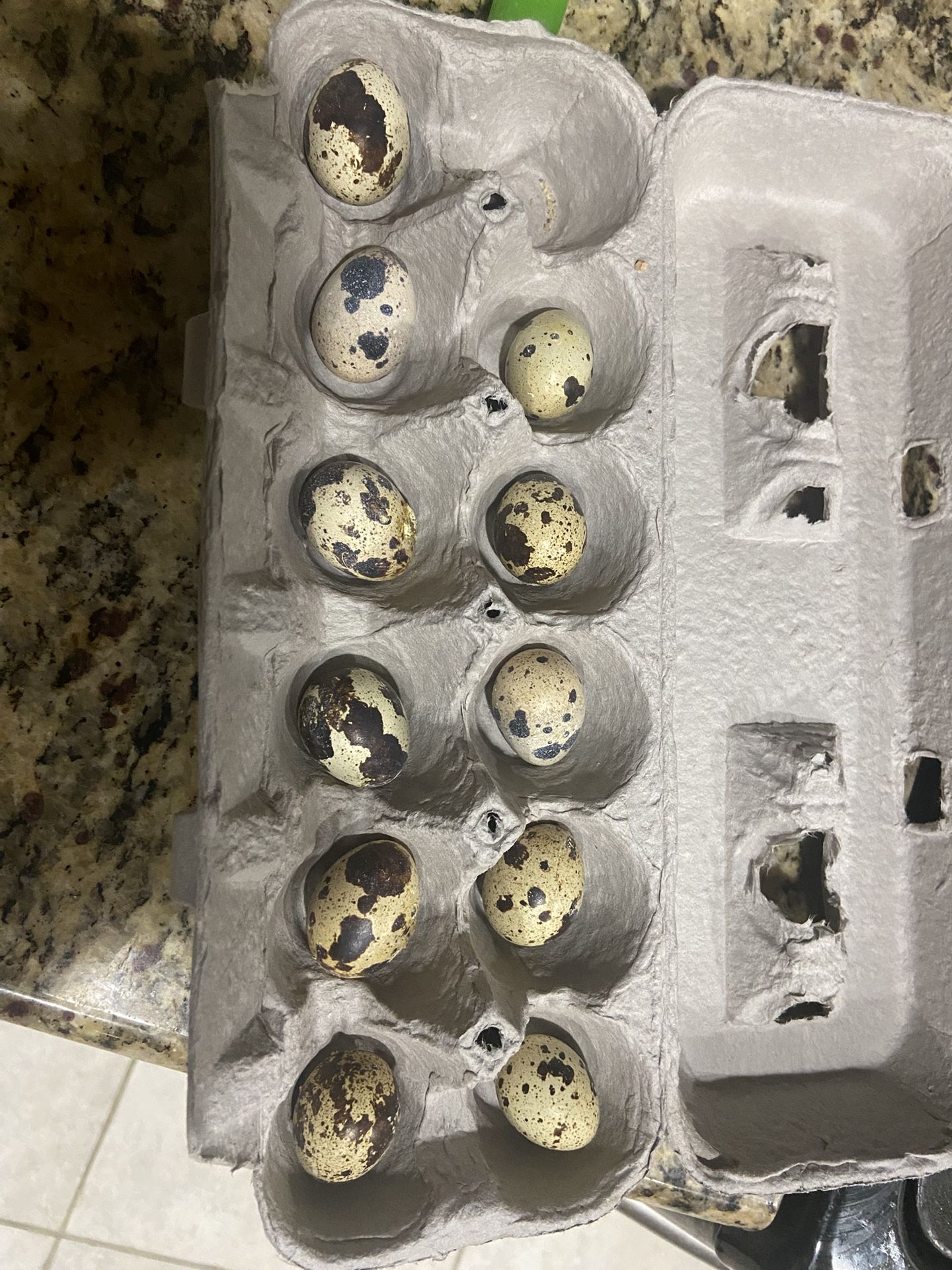 Fertile Quail Eggs