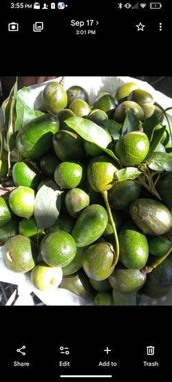 Organic avocados 🥑😋 15 x$10