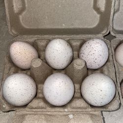 Fresh Turkey Eggs Duck Eggs Chicken Eggs