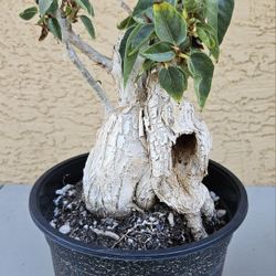 Ficus palmeri 
