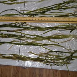 Aquarium Fresh Water Plants