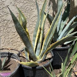 Century Agave