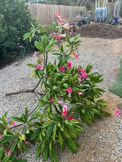 Fresh cut plumeria