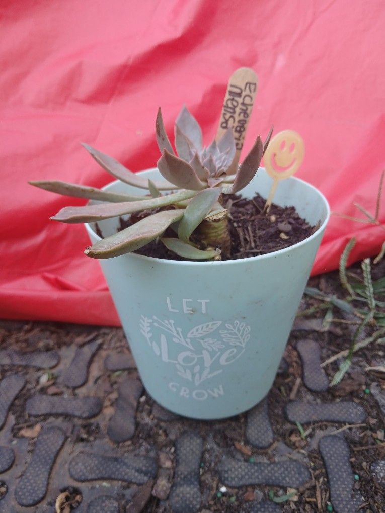Succulent 