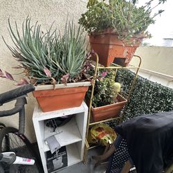 Plant Racks For Sale