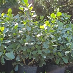 Clusia 3 Feet tall includes Installation 7 Gallon 