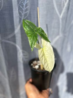Syngonium albo indoor plants home