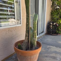 5 Cactuses In Ceramic Pot